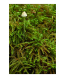 A Mushroom in Fairy Land
