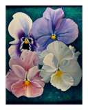Summer Pansies