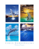 Wonders of Creation - Dolphins