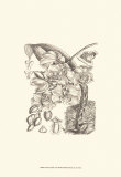 Black and White Curtis Orchid VIII