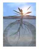 Growth