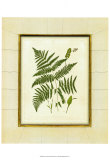 Fern with Crackle Mat IV