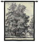 Black Poplar