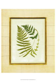 Fern with Crackle Mat III