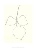 Feuille d'Arbre-Corail  c1987