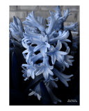 Blue Hyacinth NEW ADDITION TO BLUE SERIES!