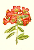 Blushing Rhodos IV