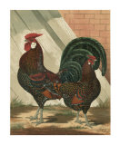 Roosters V