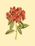 Blushing Rhodos II