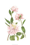 Peony III