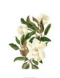 Magnolia II