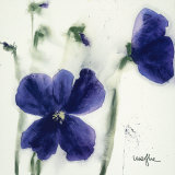 Pansies III