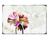 Gerbera Paper