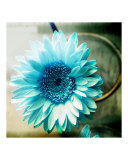 Gerbera by Window