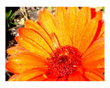 Golden Gerbera in hot Texas sun