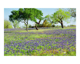 Bluebonnet Hill