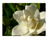 Gardenia with morning dew