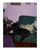 Comfortable Companions