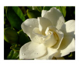 Gardenia with morning dew