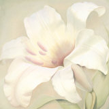 Lilium Grandiosa