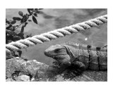 Iguana