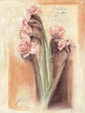 Rose Narcissus