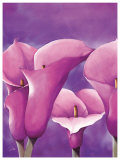 Passion in Pink