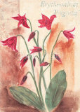 Dainty Erythronium