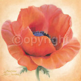 Papaver Aladin