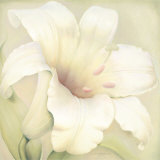 Lilium Famosa
