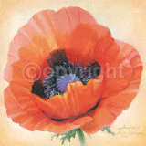 Papaver Orientale