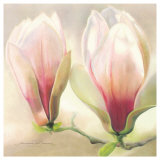Magnolia Soulangiana