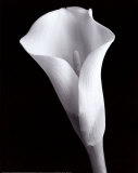 White Cala