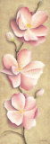 Apple Blossoms