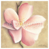 Apple Blossom II