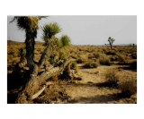 Yucca Trees - Mojave Desert  CA