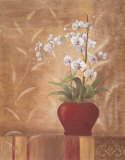 Orchid Obsession II