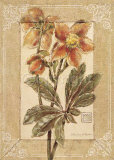 Helleborus