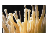 alien fingers