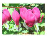 hearts