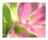 pink throat