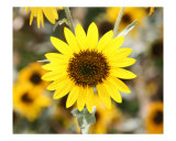 Bright Yellow Wildflower 1