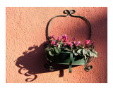Shadows from Cylamen