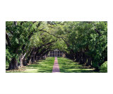 Oak Alley Plantation