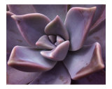succulent
