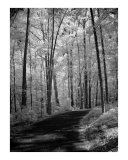 Callaway Gardens Georgia Infrared Path 1
