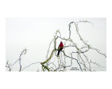 Cardinal Series 2