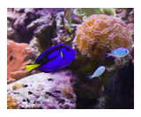 Blue Hippo Tang and Chromis