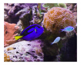 Blue Hippo Tang and Chromis