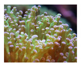 Frogspawn Coral 2